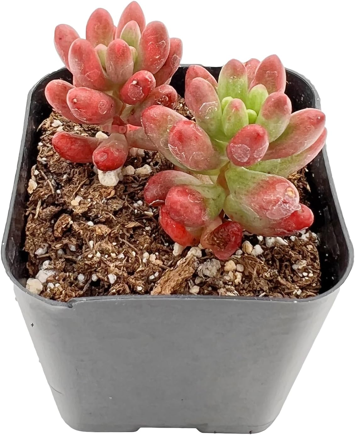 Live Succulent Sedum Rubrotinctum Roseum, Approx 2-inch Large, Potted Succulents, Fully Rooted, Easy Care House Plants