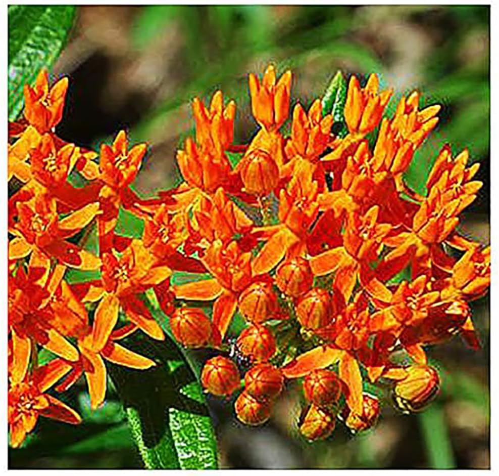 Blood Flower Milkweed Seeds - Food and Host Plant for Monarch Butterflies…