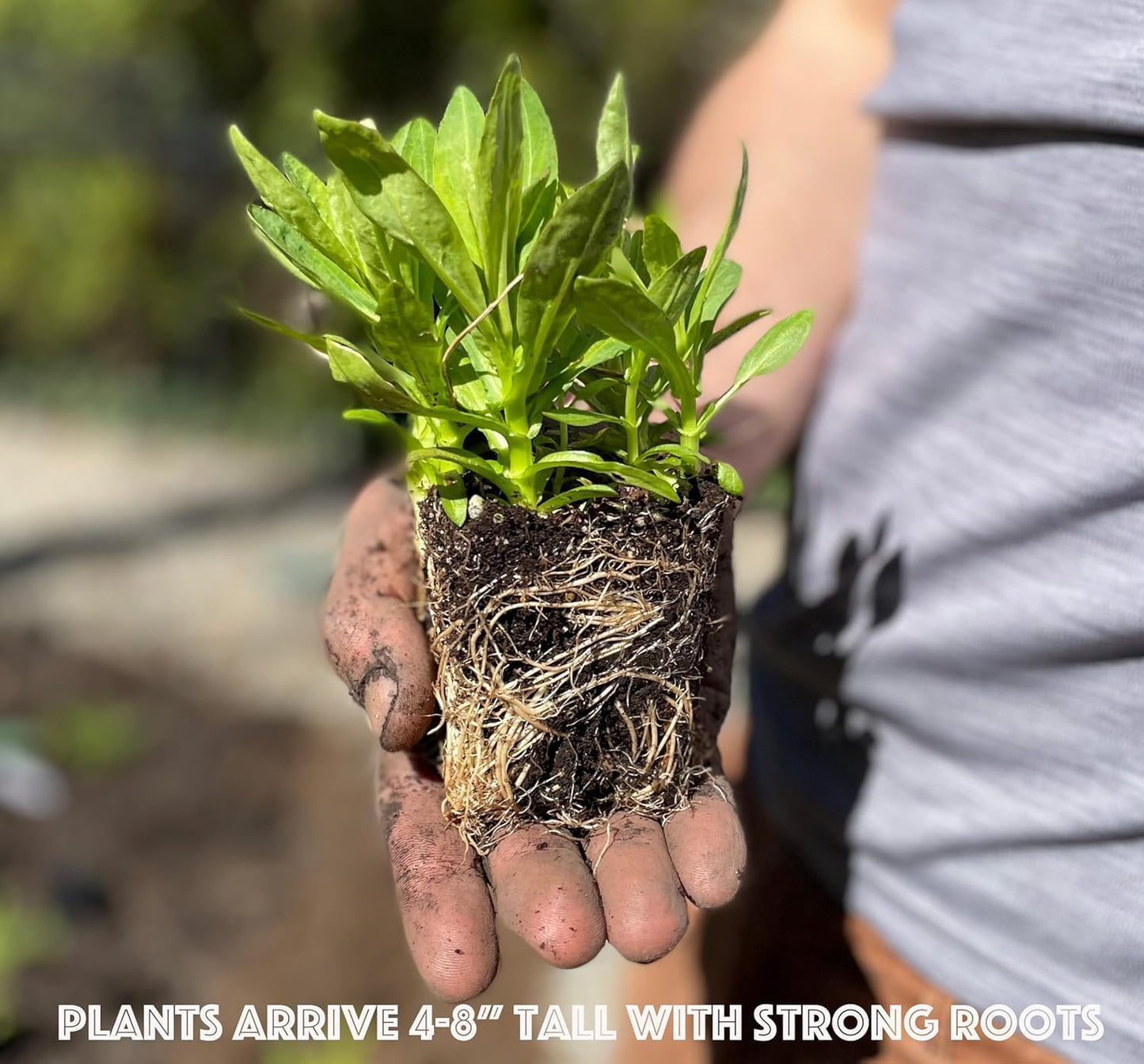 3 Live Butterfly Milkweed Plants (Asclepias tuberosa) Perennial Wildflowers from My Home Park – Individually Potted in 4” Pots – 4–8” Tall on Arrival – Not Seeds – Blooms in Mid-Summer – Zones 4-8
