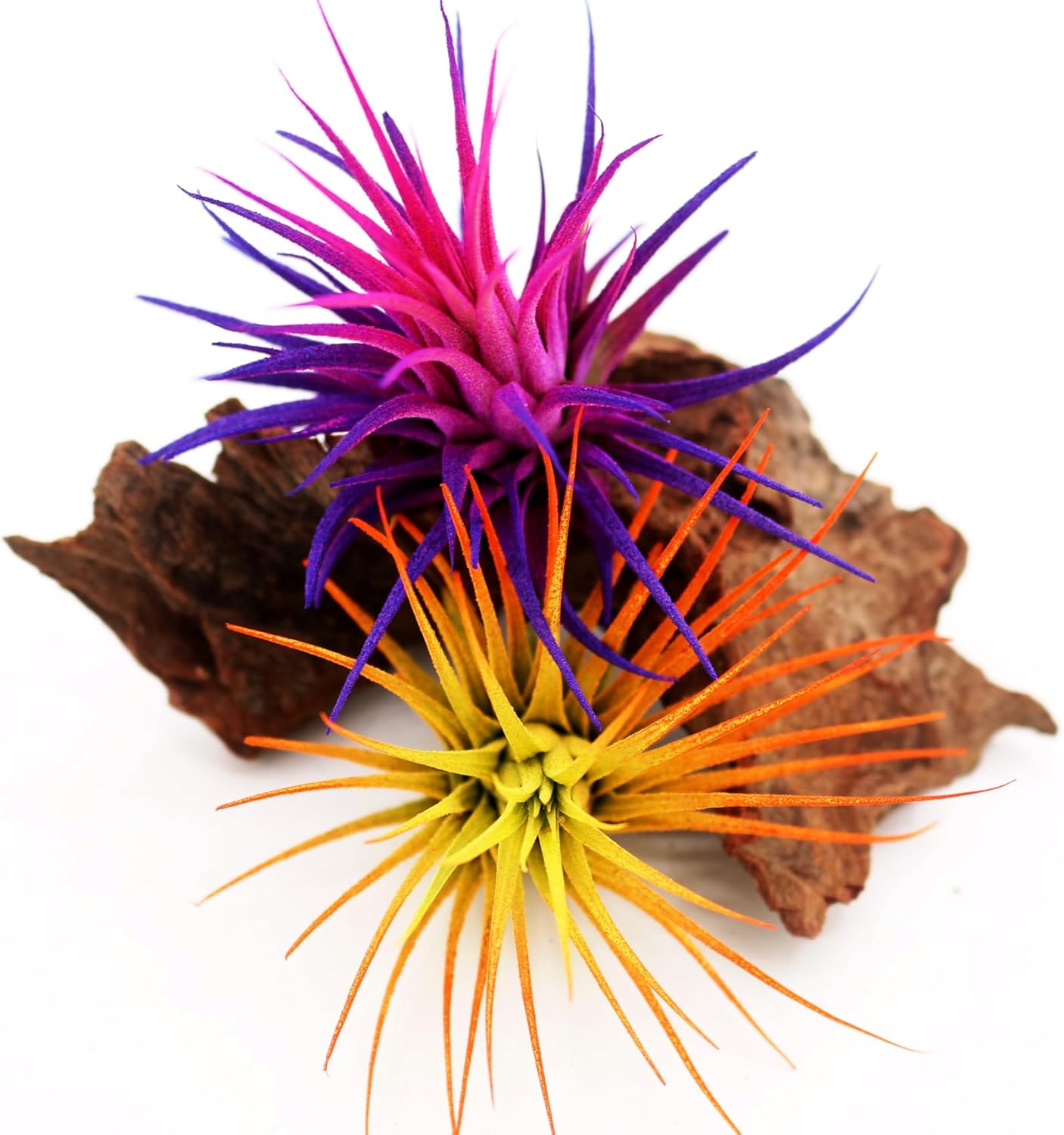 Live Extra Large Tillandsia Ionantha Guatemala Colorful Air Plant 3+ inch Enhanced Color Easy Care Indoor Outdoor Home Decor Gift Airplant by Awesome Industries (Sunrise XL)