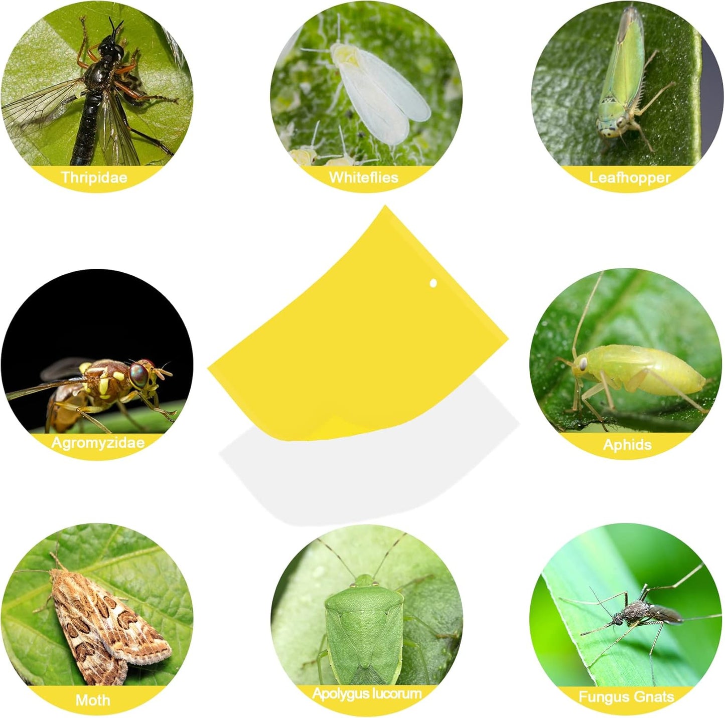 30 Pack Yellow Sticky Traps Fruit Fly Trap, Double-Sided Fungus Gnat Trap Insects Pest Killer for Outdoor Indoor