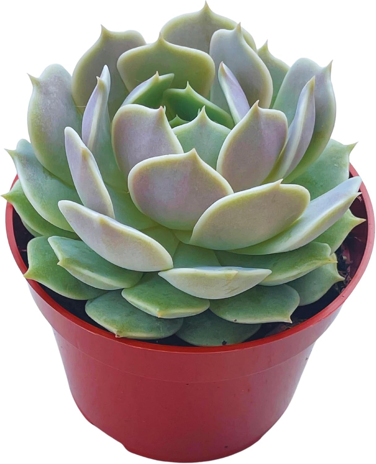 Live Succulent 4" Echeveria Lola, Succulents Plants Live Fully Rooted House Plant for Home Office Decoration, DIY Projects by The Succulent Cult…