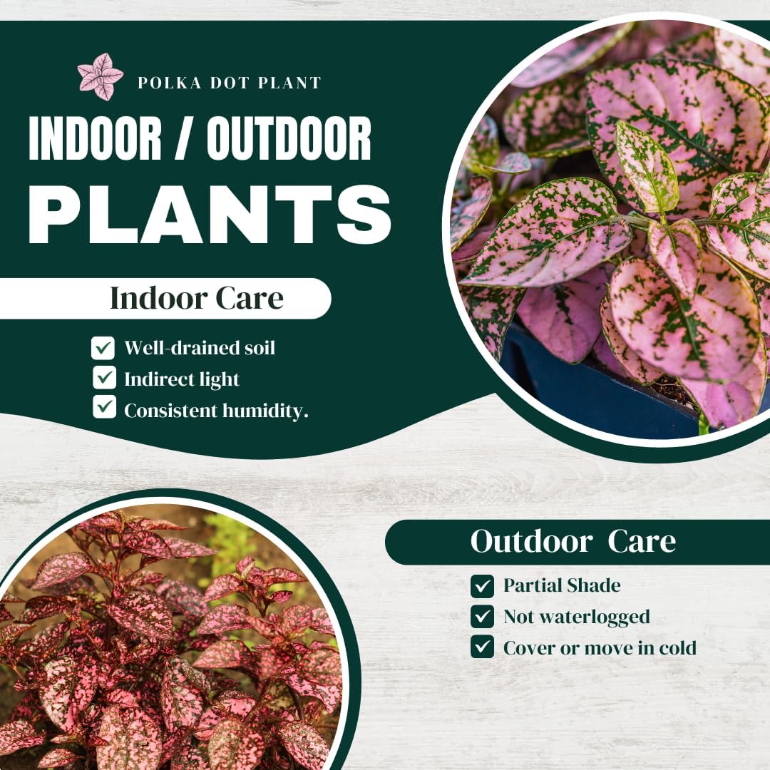 Polka Dot Plant (4-Pack) - Live Houseplants, Small Indoor Plants, Hypoestes Pink- Colorful, Air-Purifying House Plants