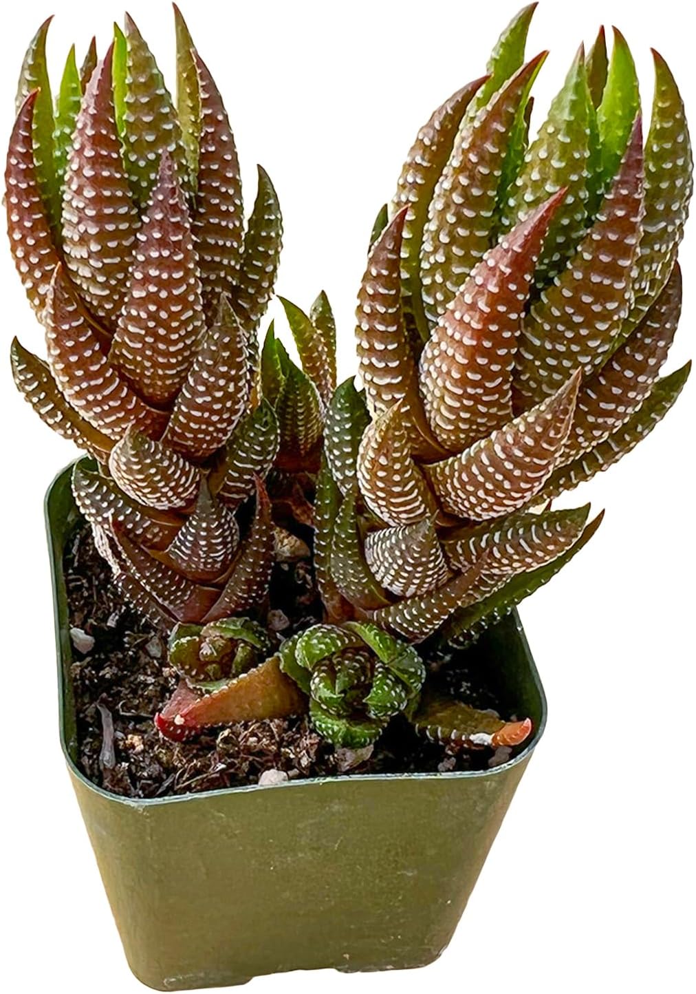 Sprout N Green Haworthia coarctata VAR. adelaidensis, Rare Live Succulent Plant Fully Rooted in 2inch Starter Pot, Home Office Indoor Outdoor Wedding Decoration DIY Projects Party Favor