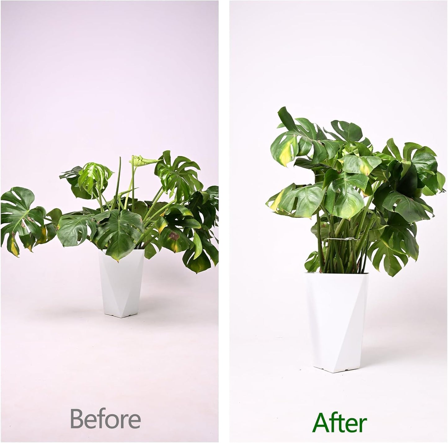 6.5 * 6.5in Monstera Plant Support Hook 5PCS - Durable Stabilizer & Leaf Holder for Indoor Plants, Flexible Installation & Soft Grip Design - Perfect for Fishbone Cactus and Other Houseplants