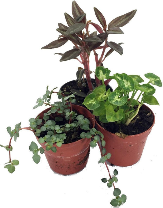 Terrarium and Fairy Garden Plants - 3 Plants in 2 inch pots