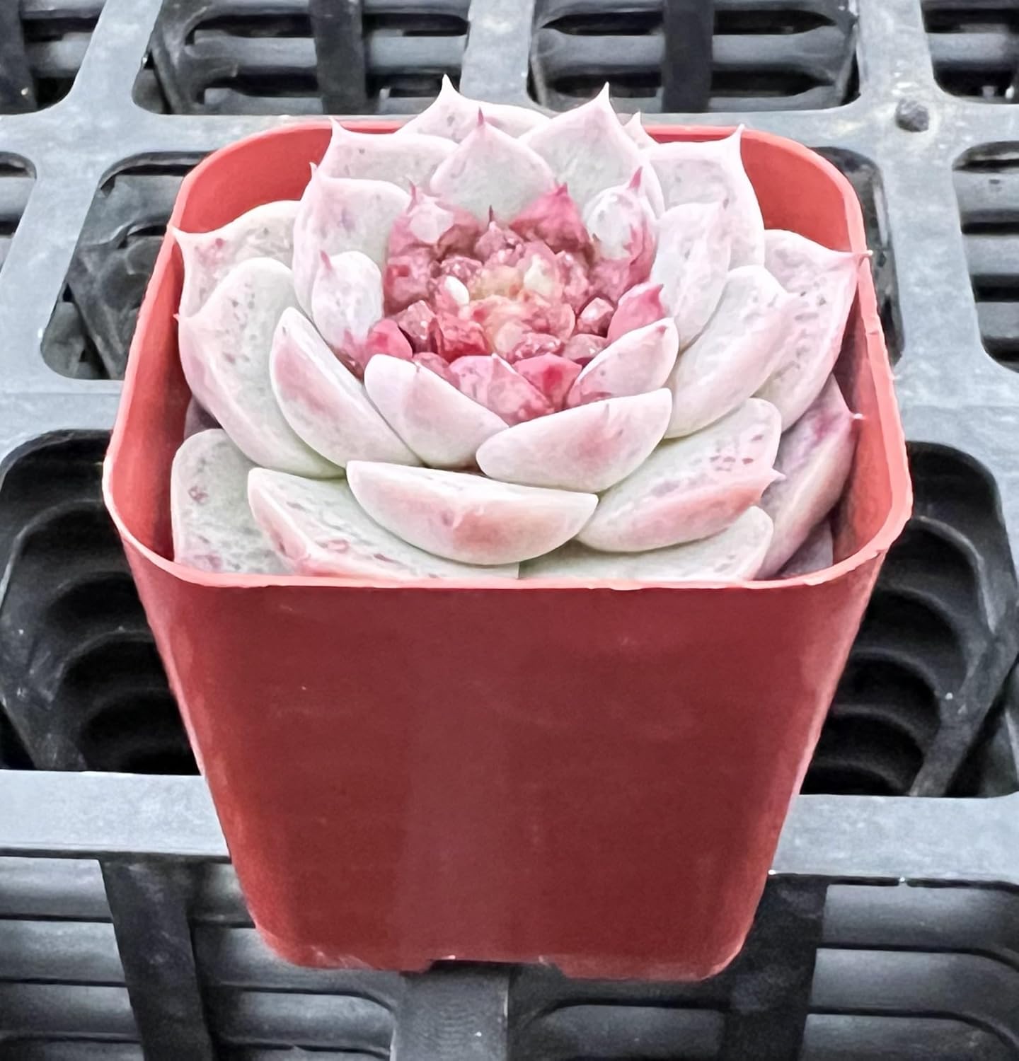 Sprout N Green Echeveria 'Red Velvet' Sugar Heart, Rare Live Succulent Plant Fully Rooted in 2" Planter with Soil, Home Office Indoor Outdoor Wedding Decoration DIY Projects Party Favor