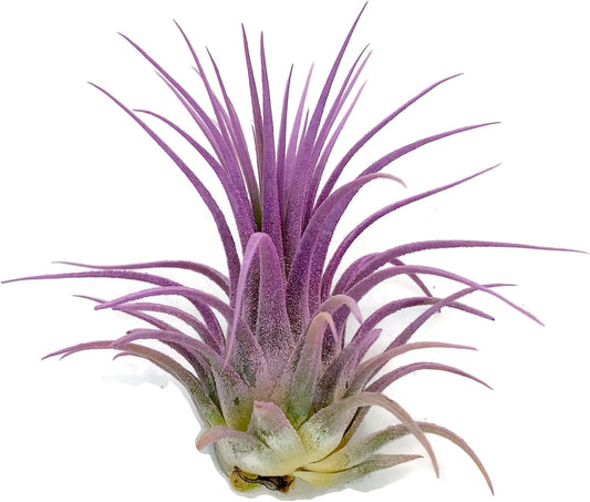 Ionantha Guatemala Tillandsia Air Plant, Guatemala Tillandsia Live Airplant, Healthy Arrival Guaranteed, Great Indoor Plant, Home Decor & Gift (Lavender)