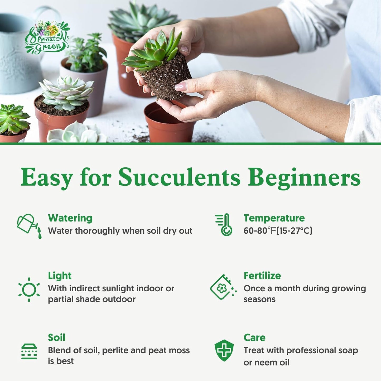 Sprout N Green Echeveria 'Red Velvet' Sugar Heart, Rare Live Succulent Plant Fully Rooted in 2" Planter with Soil, Home Office Indoor Outdoor Wedding Decoration DIY Projects Party Favor