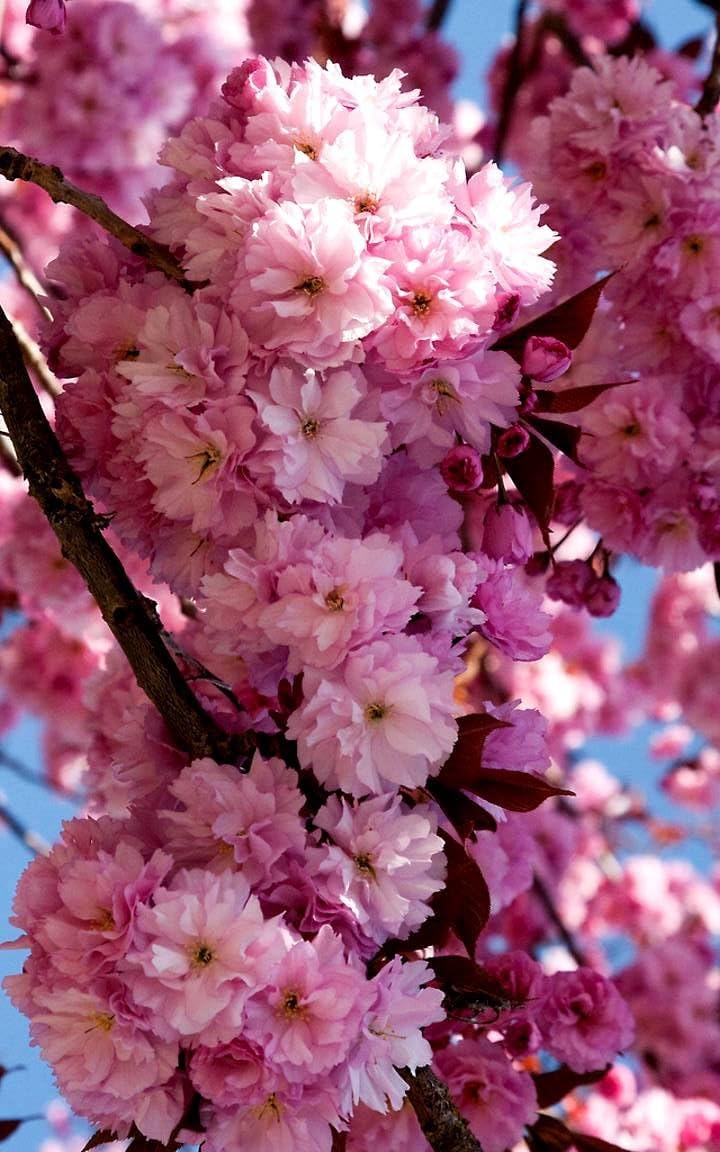 Live Kwanzan Cherry Blossom Tree – 8-12" Tall, Ornamental Pink Flowers
