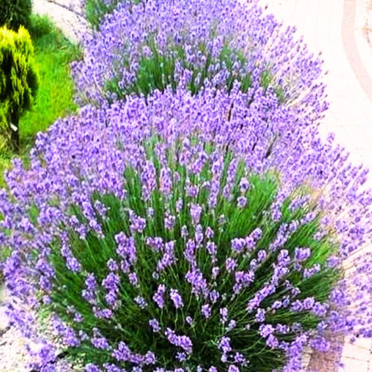 Set 2 Lavender Plants Live, Lavandula Perennial Flower Plants Indoor Outdoor, Well Rooted Plugs 3 to 5 Inch Tall to Grow (Provence Lavender)