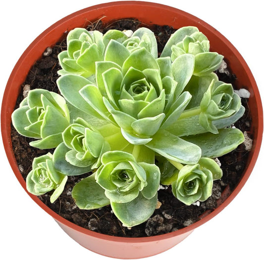 4-inch Succulent Aeonium Dodrantale, Live Succulents Plants Fully Rooted in Pots with Soil, Easy-Care House Plants for DIY, Home Office Decoration