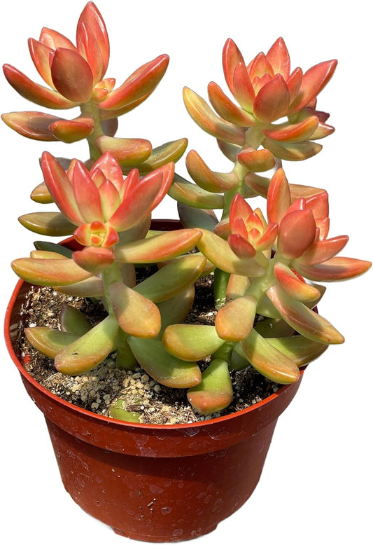 Live Succulent 4" Sedum Coppertone Blood Orange, Succulents Plants Live Fully Rooted House Plant for Home Office Decoration, DIY Projects by The Succulent Cult