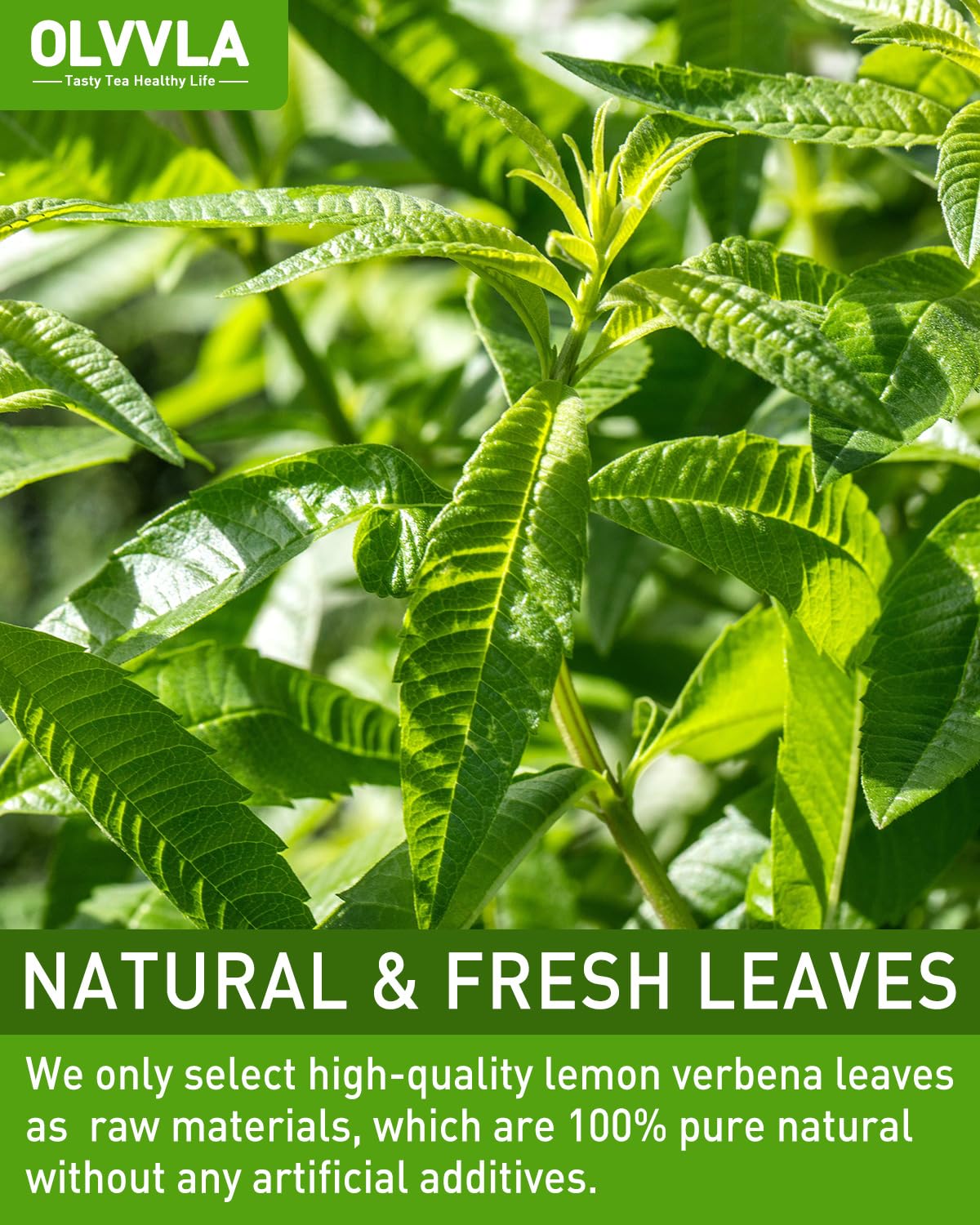 Olvvla - Premium Lemon Verbena Tea Bags - 1.5g X 30 Count - Pure Natural Cedron Herb - Caffeine-free - Non-GMO - Lemon Tea - Verbena Tea - Support Digestion & Promote Relaxation