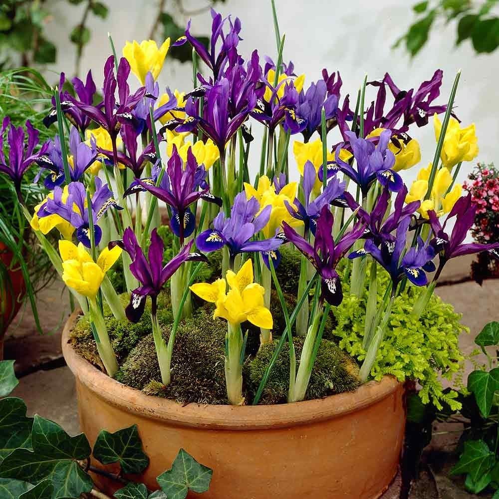 Mixed Tall Dutch Iris - 25 Bulbs