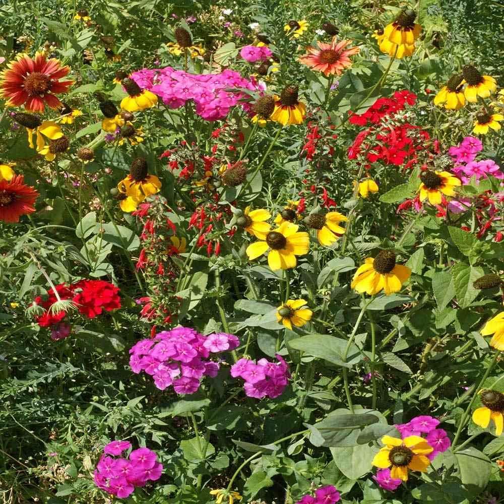 Outsidepride Southeast Wildflower Seed Mix - 1/4 lb Highly Adaptable, Easy to Grow, Low-Maintenance Mix of Annual & Perennial Wildflower Seeds for Natural Landscapes in Southeastern States