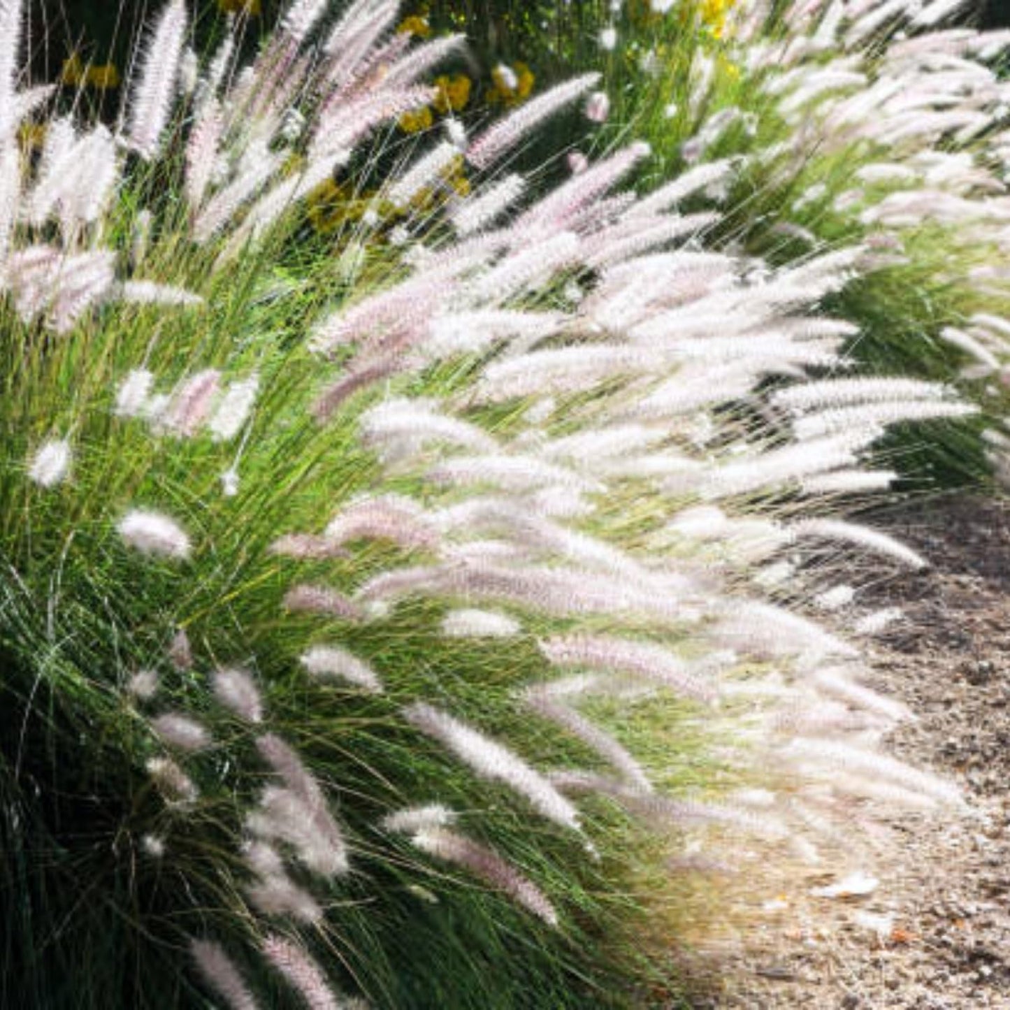 Pack 3 Fountain Grass Plants Live, 5-9 Inch Tall, Ornamental Grasses Live Plants Perennial, Well-Rooted Perennial Grass Clumps (White Fountain Grass)