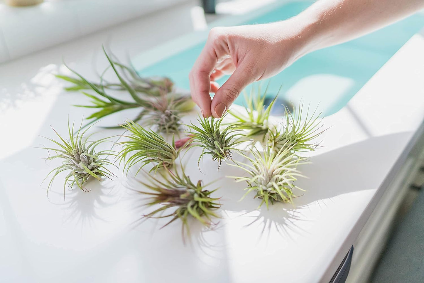 25 Pack Air Plants Assorted Tillandsia Ionantha - Live Succulent House Plants - Available in Wholesale and Bulk - Home and Garden Decor - Easy Care Indoor and Outdoor Plants