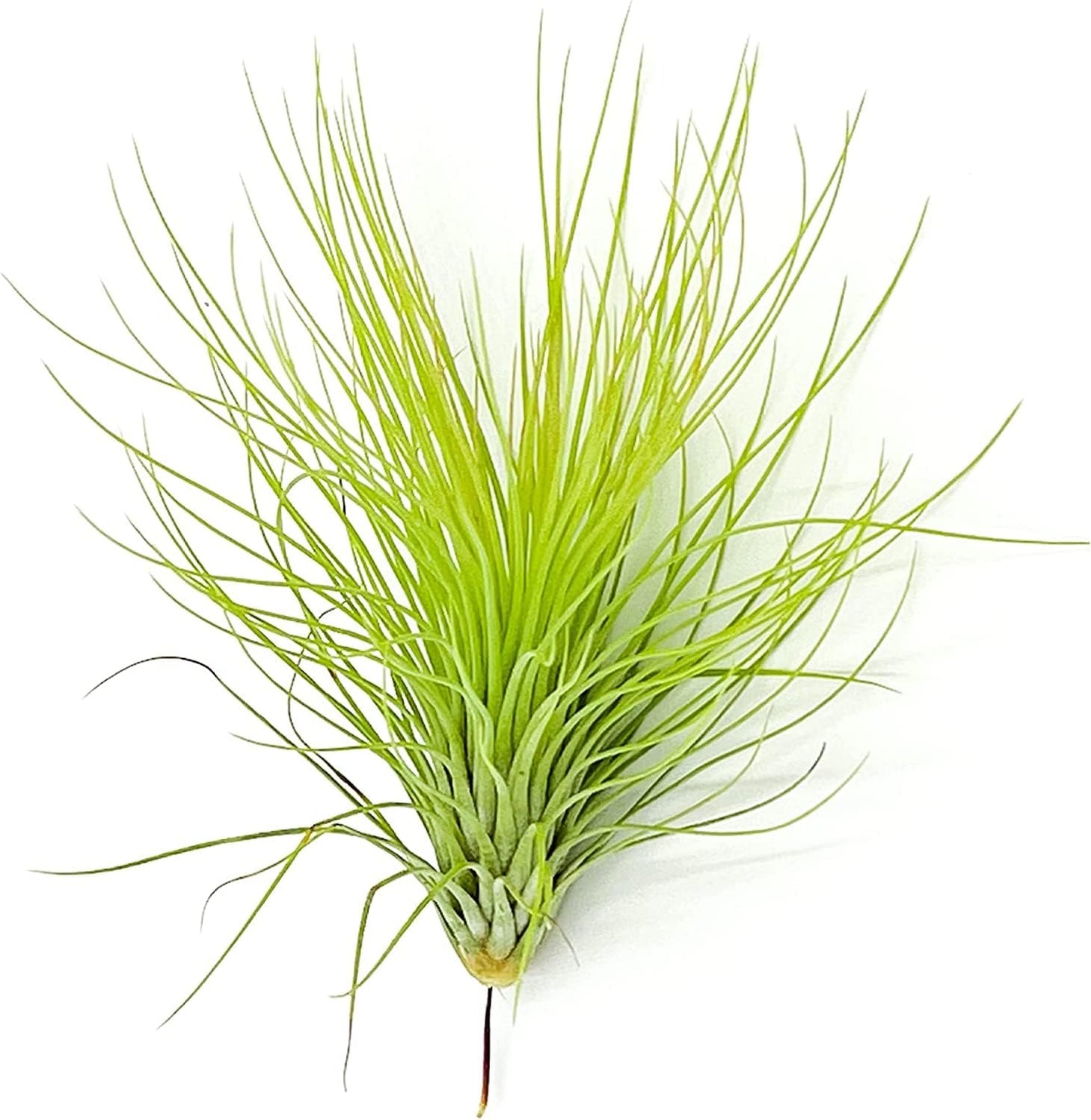 Air Plants - Tillandsia Andreana, Large 4-6" - 5ct - Live Arrival Gauranteed - House Plants for Home Decor & Gift