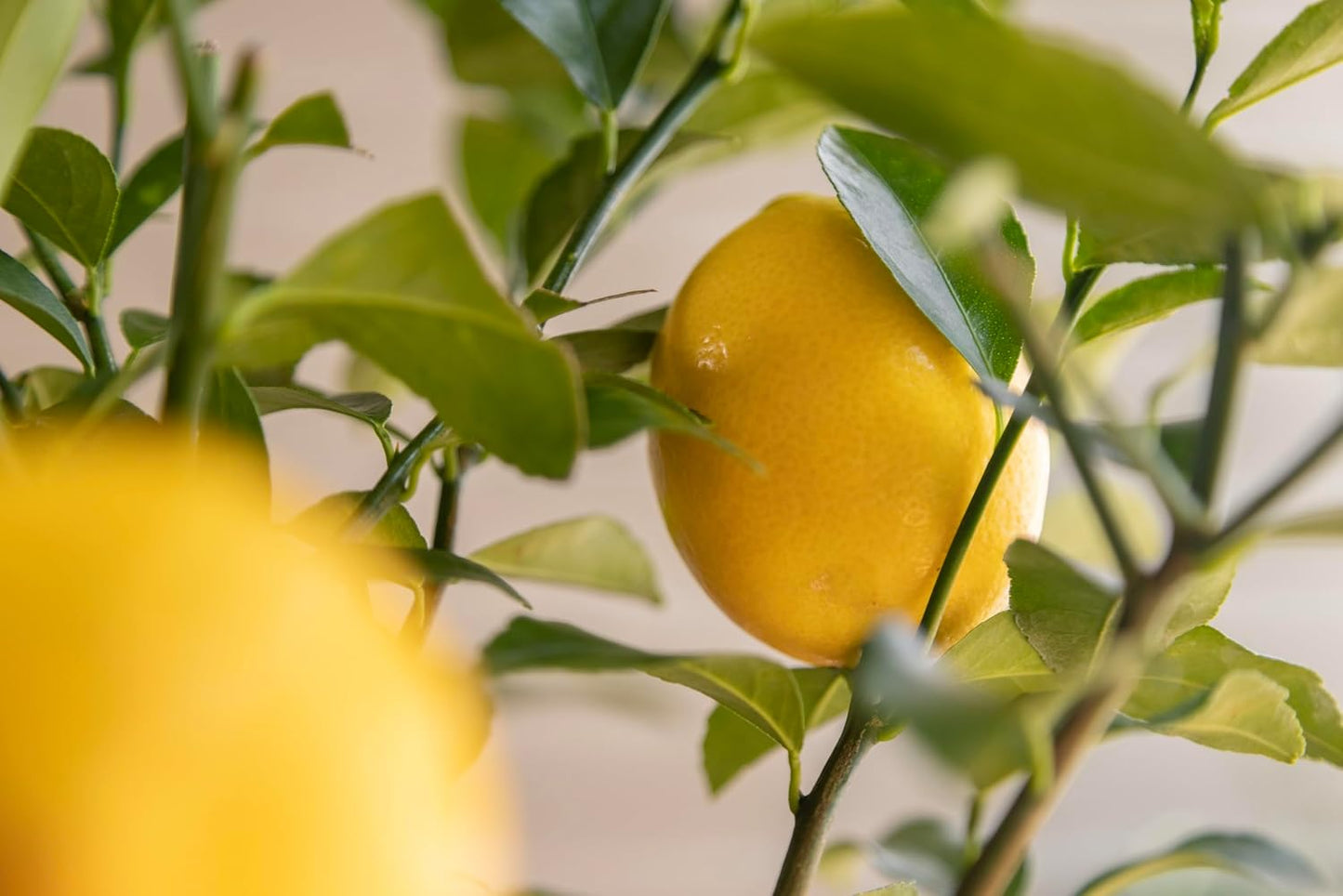 Mother's Day Meyer Lemon Gift Tree, Dwarf Fruit Tree with Juicy Sweet Lemons, Thoughtful Mothers Day Present, NO Ship to TX, LA, AZ, AL and CA