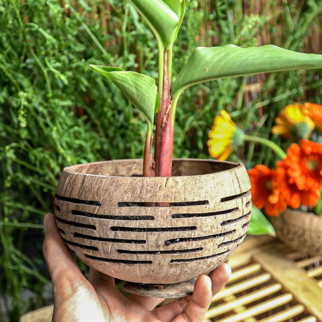 Horizons Coconut Planter w/ Drainage Hole- Perfect for Succulents, Flowers, Small Plants, Indoor & Outdoor Gardens- Handcarved by Artisans, Eco-Friendly & Sustainable