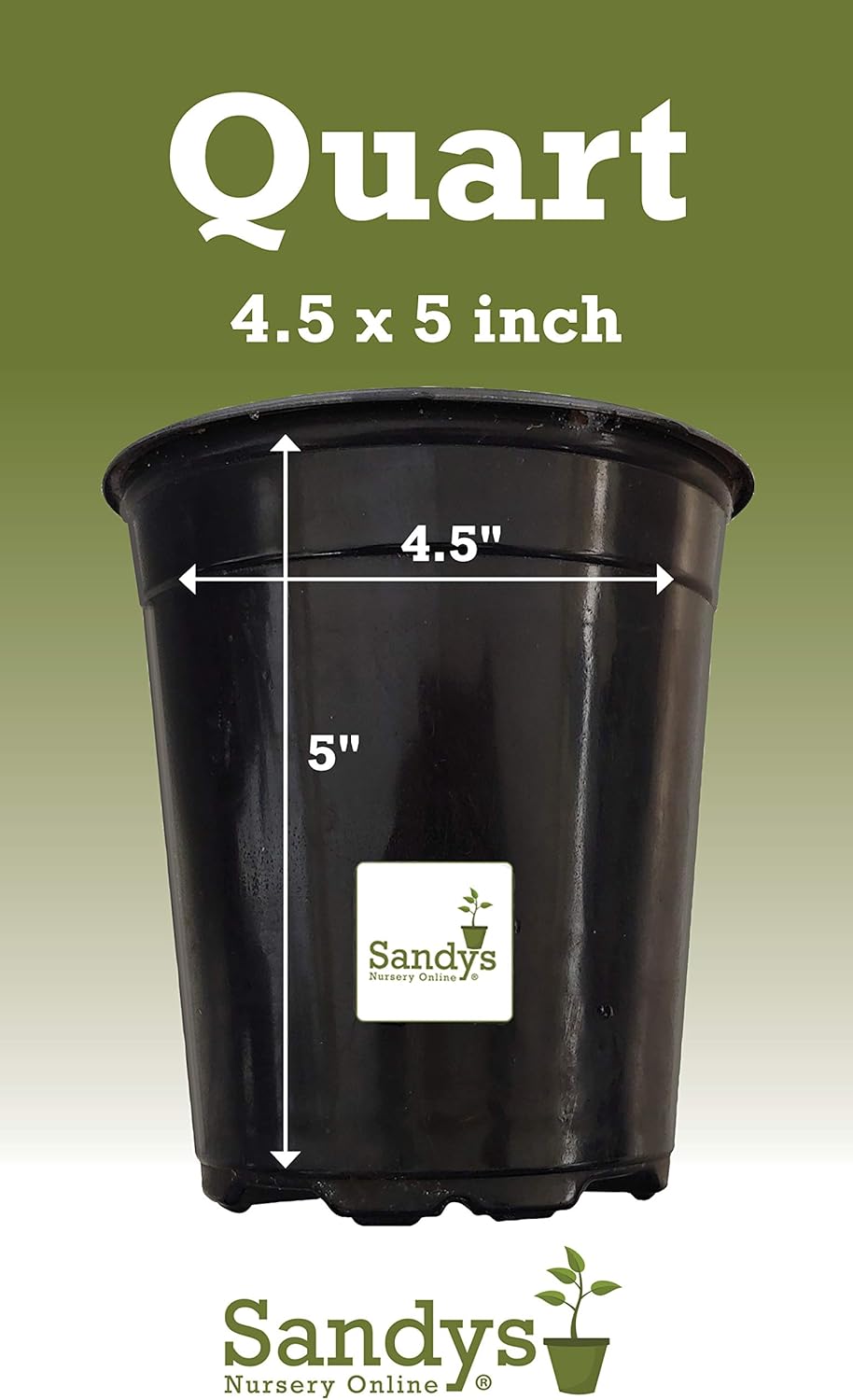 Thuja Green Giant Arborvitae Tree, Lot of 12, Quart Pot