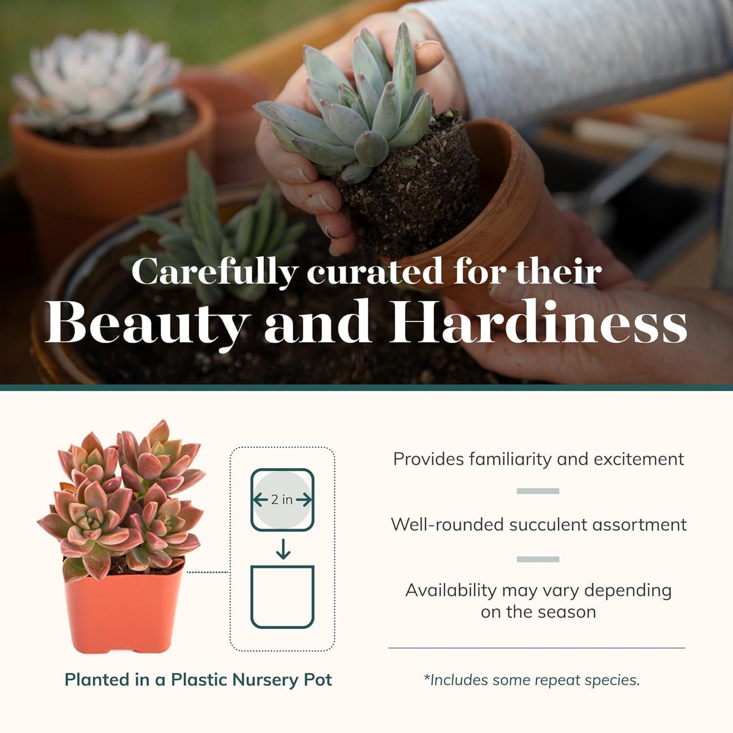 Shop Succulents Assorted Succulent Plant Pack Collection - Live Mini Succulent Plants, Low Maintenance, Mixture of Colors & Textures - Wedding and Party Favors, Gift & Garden, Pack of 12