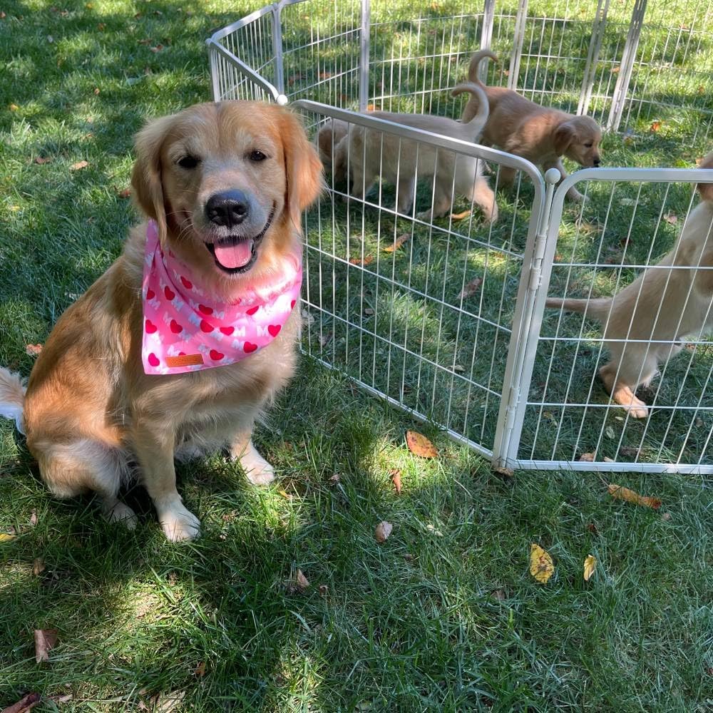 FXW Garden Fence Outdoor for The Yard – 32in(H) x 36.4ft(L) Heavy Duty Metal Animal Barrier for Dog and Rabbit, Decorative Dog Fence, 16 Panels, White