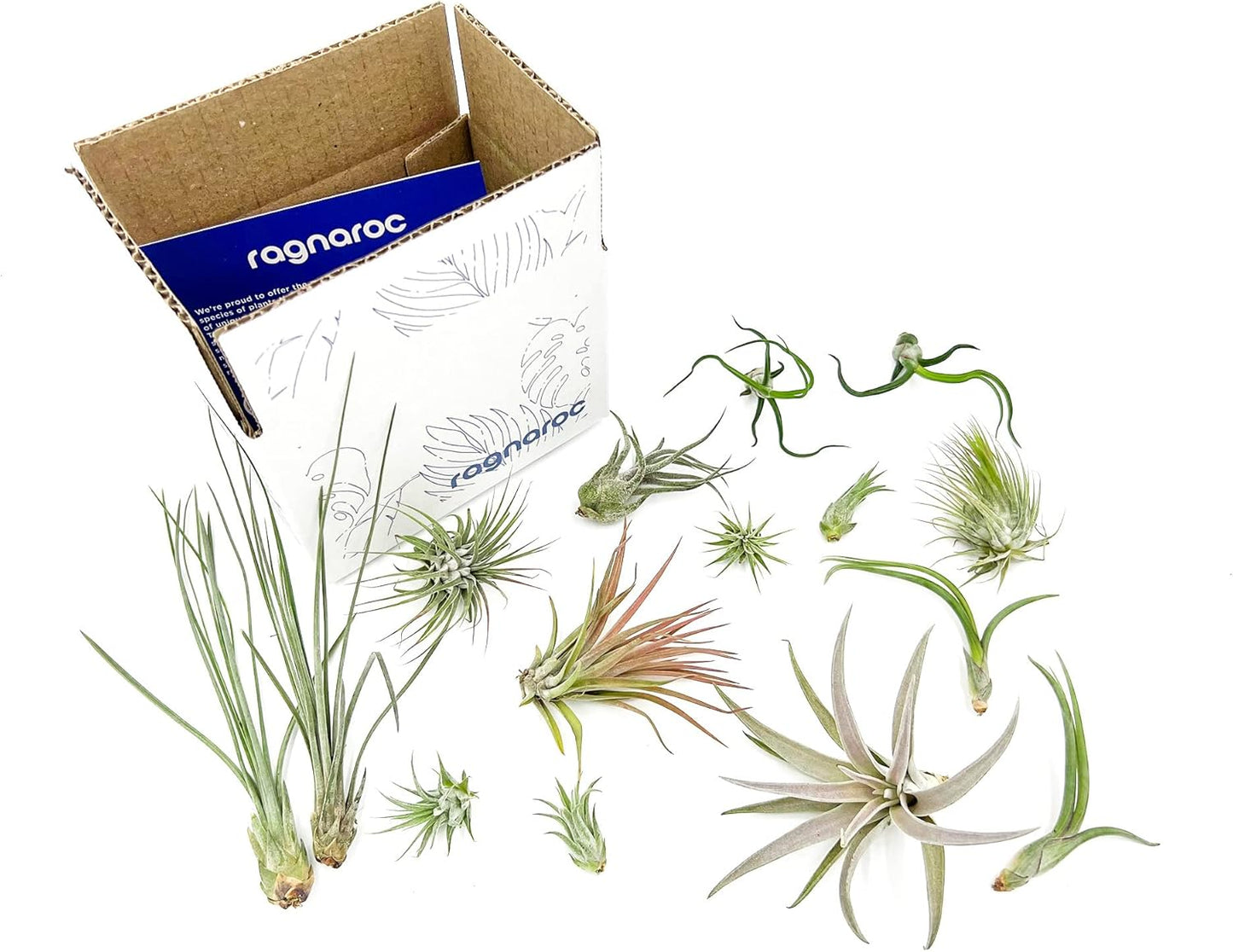 Live Air Plants - Tillandsia Variety, Regular 1-3" - 15ct - Live Arrival Guaranteed, House Plants for Home Decor & Gift
