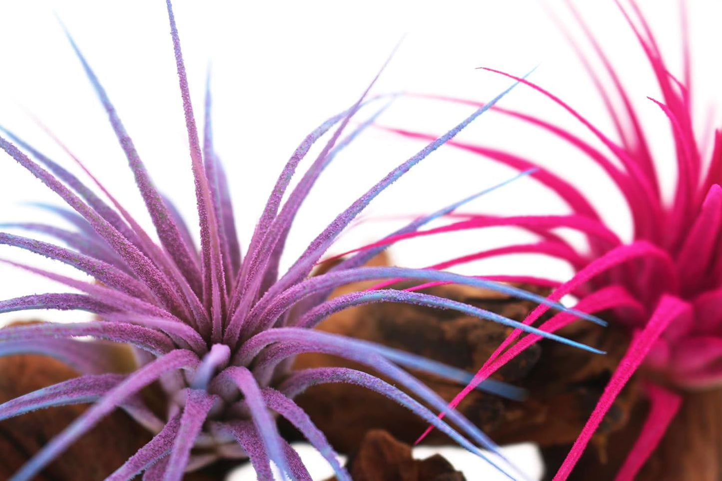 Live Extra Large Tillandsia Ionantha Guatemala Enhanced Colored Colorful Air Plant 3+ inch Easy Care Indoor Outdoor Home Decor Gift Airplant Awesome Industries Live Arrival Guaranteed (Twilight XL)