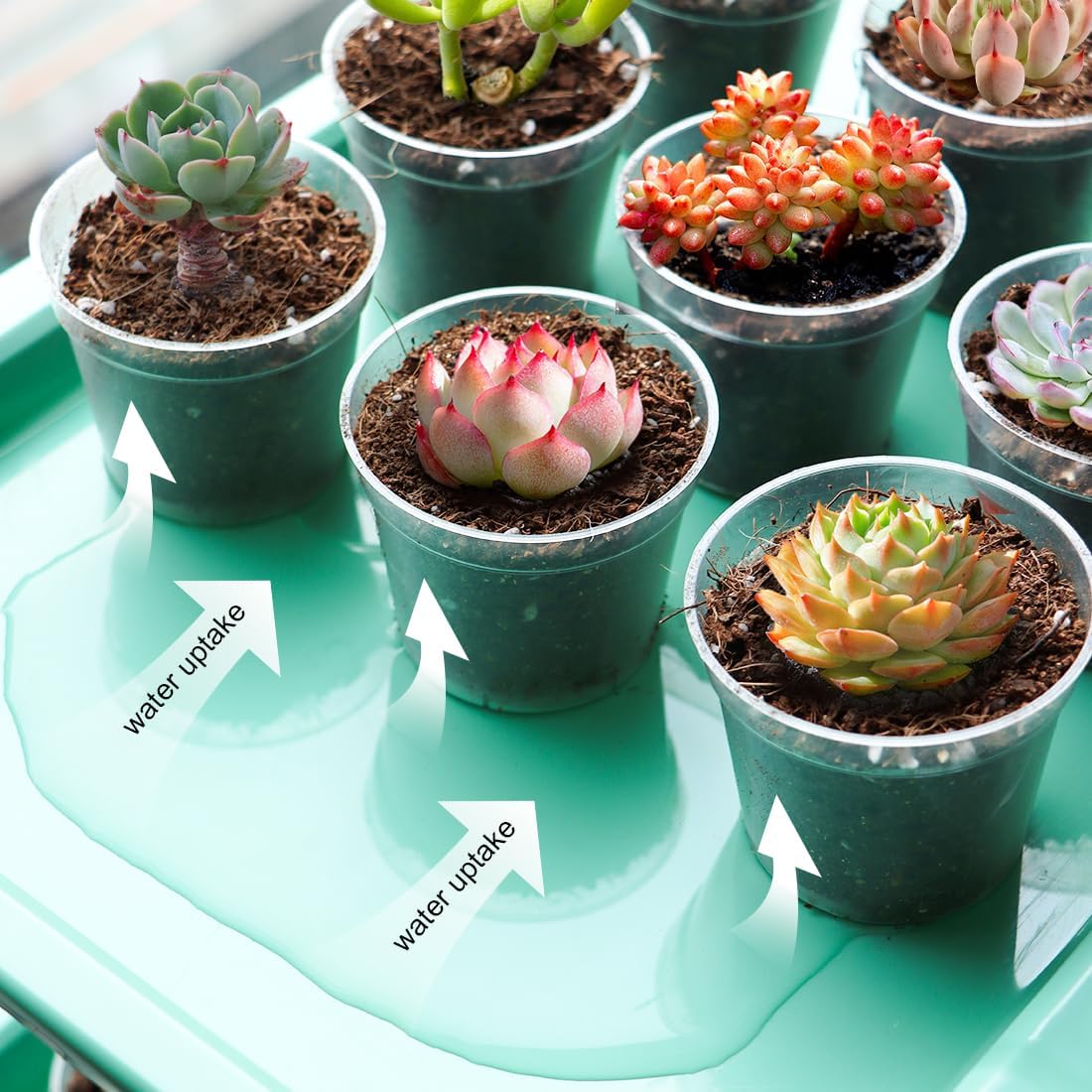 Seed Starter Tray Unit, 5-Tier Plant Stand with 4 LED Grow Lights & 90 Pack 2.5 Inch Clear Nursery Pots – for Indoor Gardening, Herb, Seedling Kits & Small Greenery