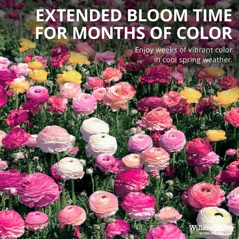 25 Pastel Mixed Ranunculus Bulbs for Planting - Buttercup Color Mix Value Bag - Plant in Gardens, Borders & Flowerbeds - Easy to Grow Fall Flowers Bulbs by Willard & May