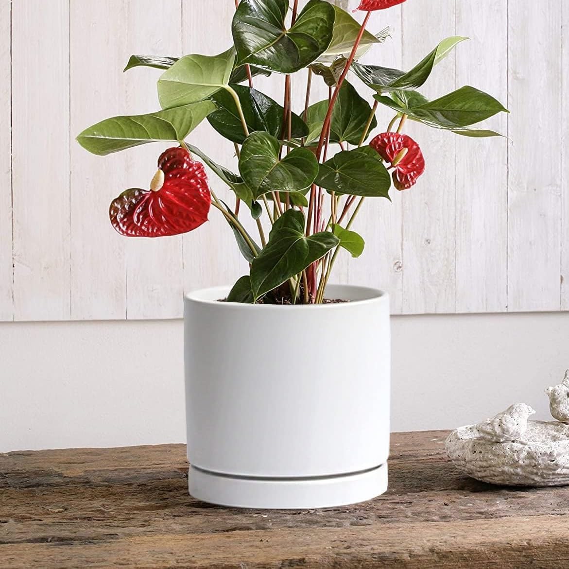 2 Pack Ceramic Plant Saucer Pot Tray 7 Inch, Planter Saucers 4 5 6 7 8 9 10 11 12 13 Inch for Indoors Outdoor, Durable Sturdy Flower Drainage drip Water Tray for Glazed Pots Base (7 Inch-White)