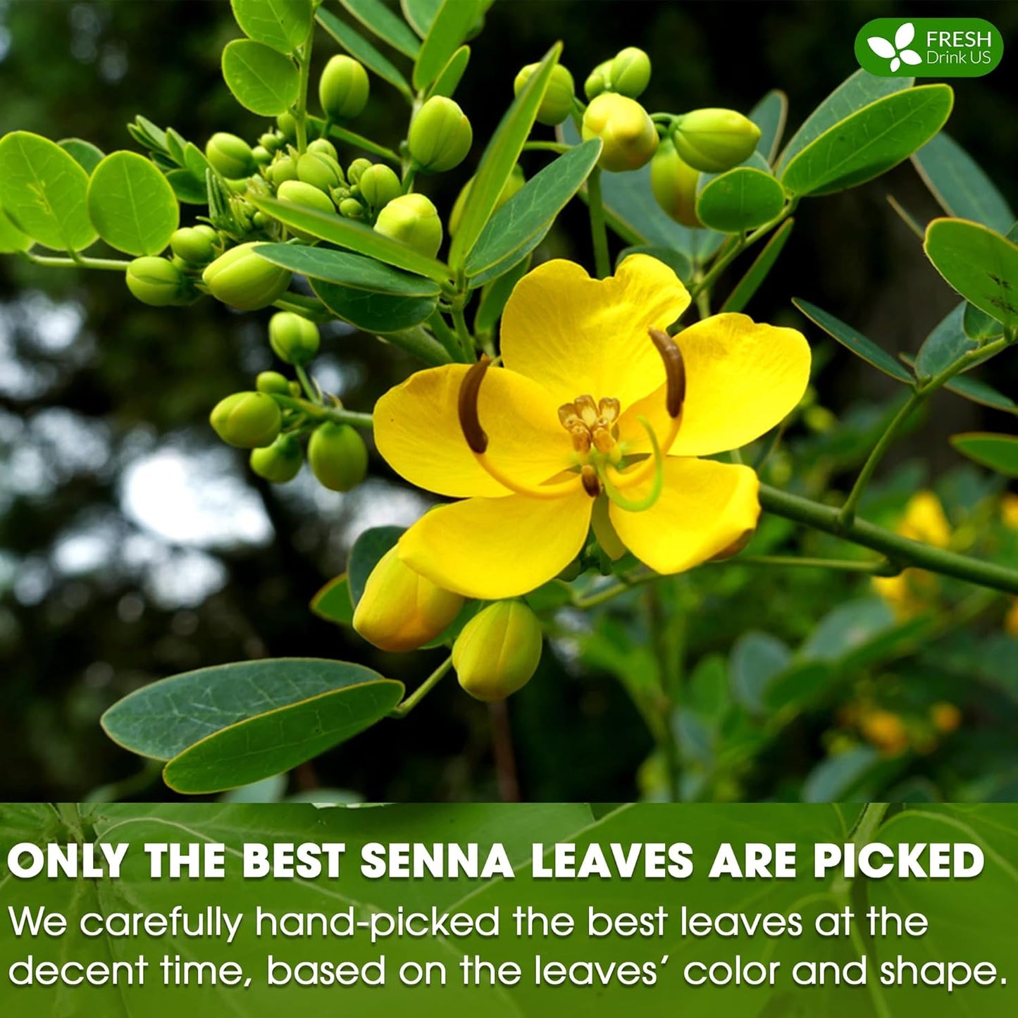 FreshDrinkUS, Premium 135 Senna Leaf Tea Bags for Constipation, Supports Your Cardiovascular System, 100% Natural & Pure. Loose Leaf Senna Herbal Tea, Made with Natural Material Tea Bags. Non GMO, No Sugar/ Caffeine/ Gluten, Vegan.