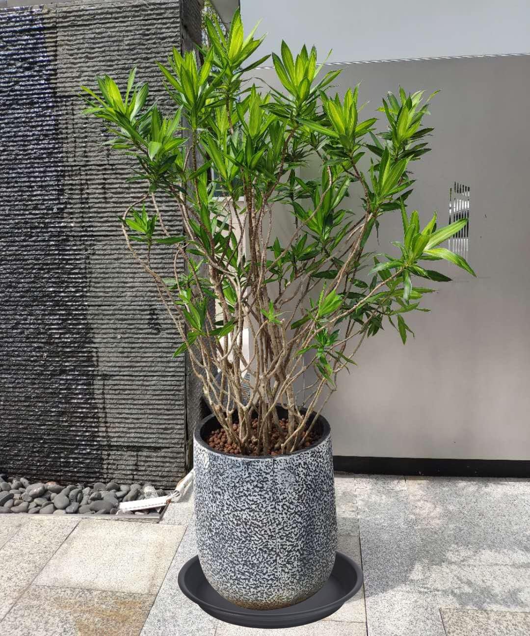 2 Pack of 15 16 inch Plant Saucer (14 inch Base), Bird Bath Bowls, Plastic Flower Planter Saucers and Drip Trays for Indoors Outdoors, Heavy Durable Plant Plate Water Catcher (16", Black)