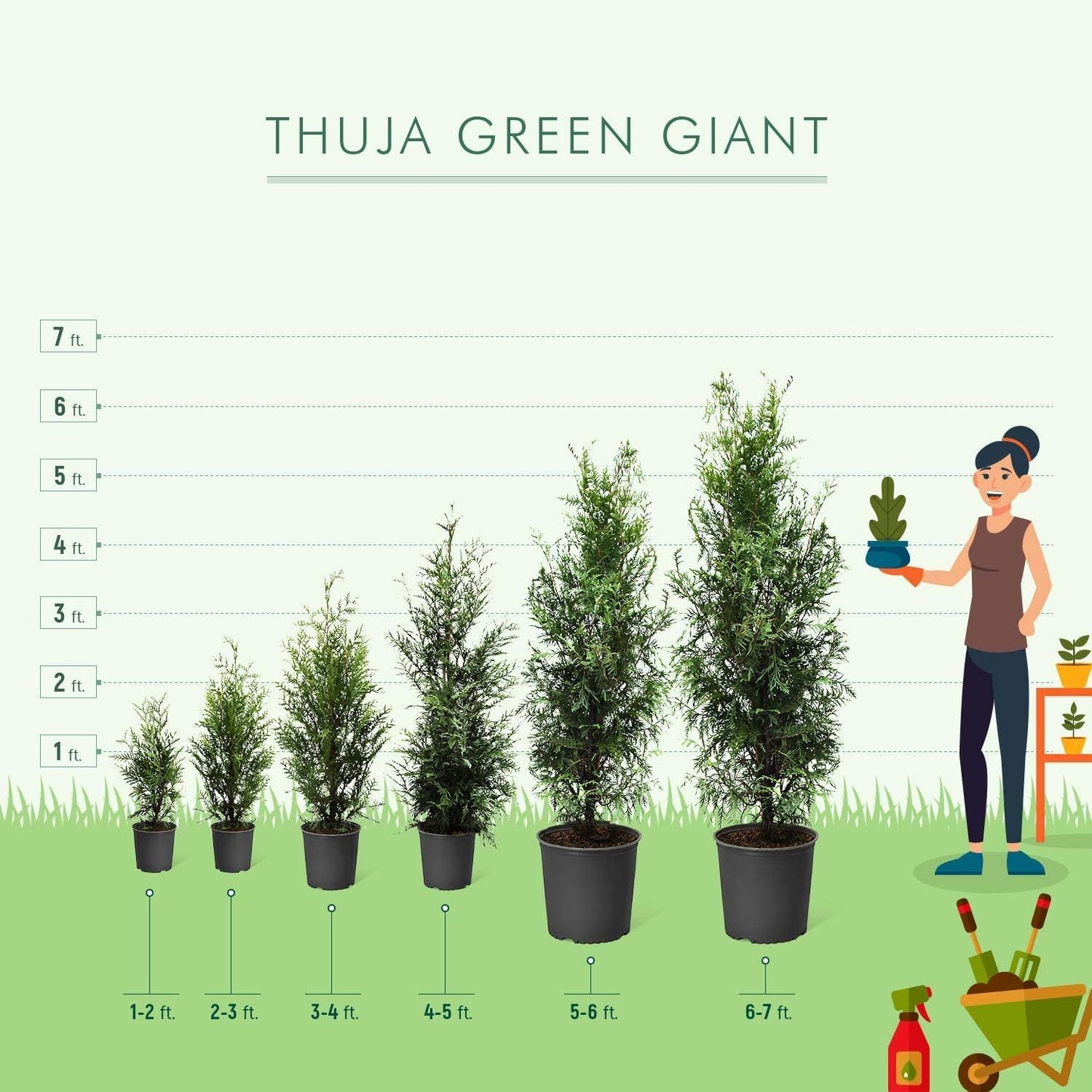 Brighter Blooms - Thuja Green Giant, 5-6 Feet - Live Plant - No Shipping to AK, AZ, HI, OR