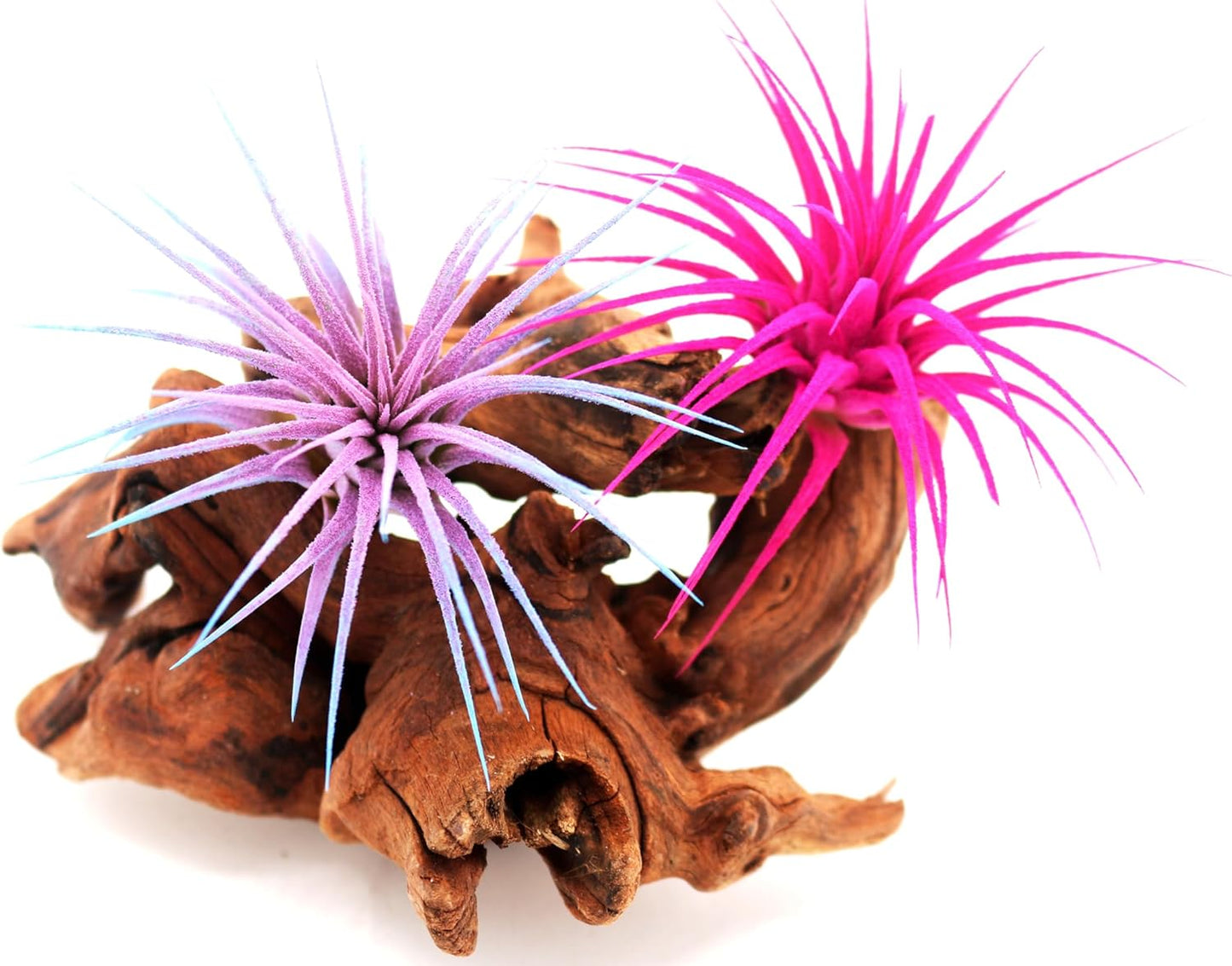 Live Extra Large Tillandsia Ionantha Guatemala Enhanced Colored Colorful Air Plant 3+ inch Easy Care Indoor Outdoor Home Decor Gift Airplant Awesome Industries Live Arrival Guaranteed (Twilight XL)