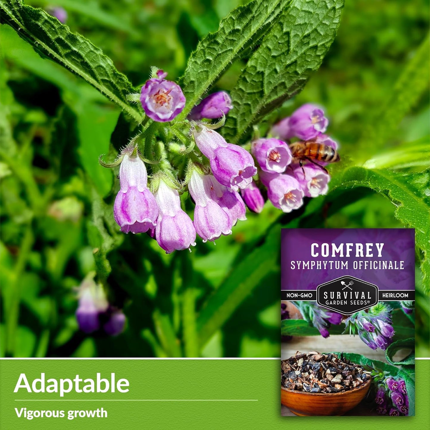 Survival Garden Seeds Comfrey Seed for Planting - 5 Packets with Instructions to Plant and Grow Slippery Root Plants in Your Home Herb Garden - Symphytum officinale - Non-GMO Heirloom Seed Variety