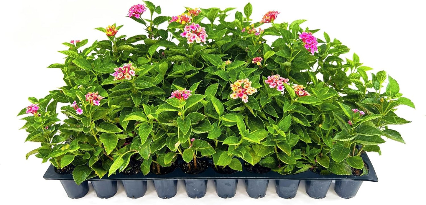 Lantana Confetti | 3 Live Plants | Lantana Camara | Colorful Garden Shrub | Drought Tolerant Perennial Plants