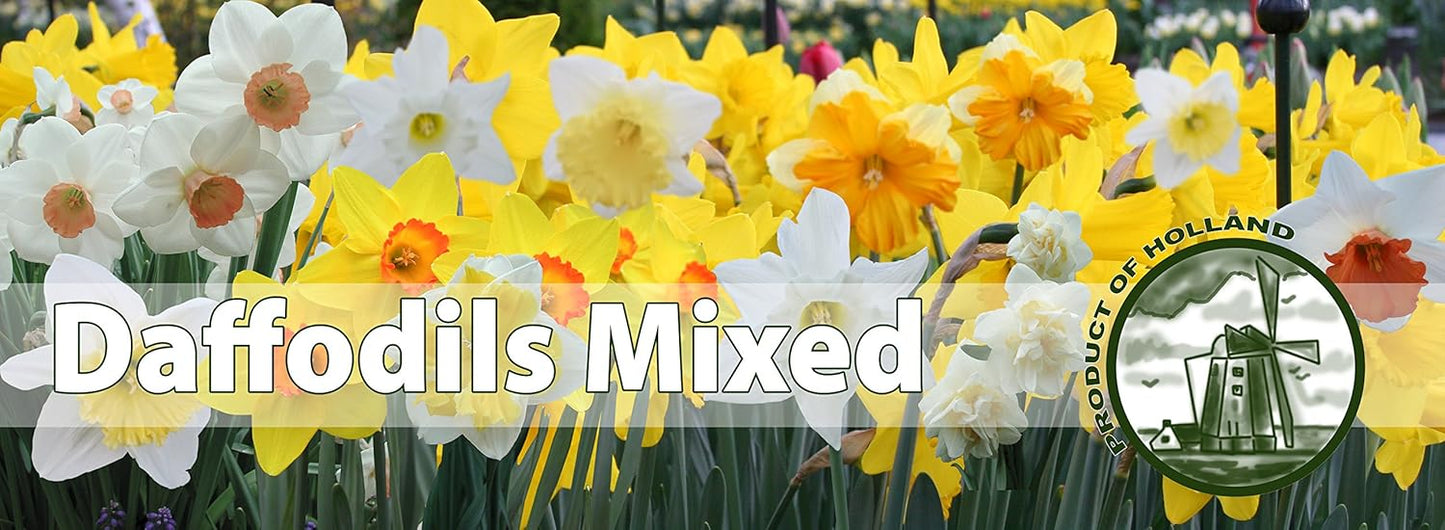 Mixed Daffodils (25 Bulbs) - Assorted Colors Daffodil Narcissus Bulbs by Willard & May