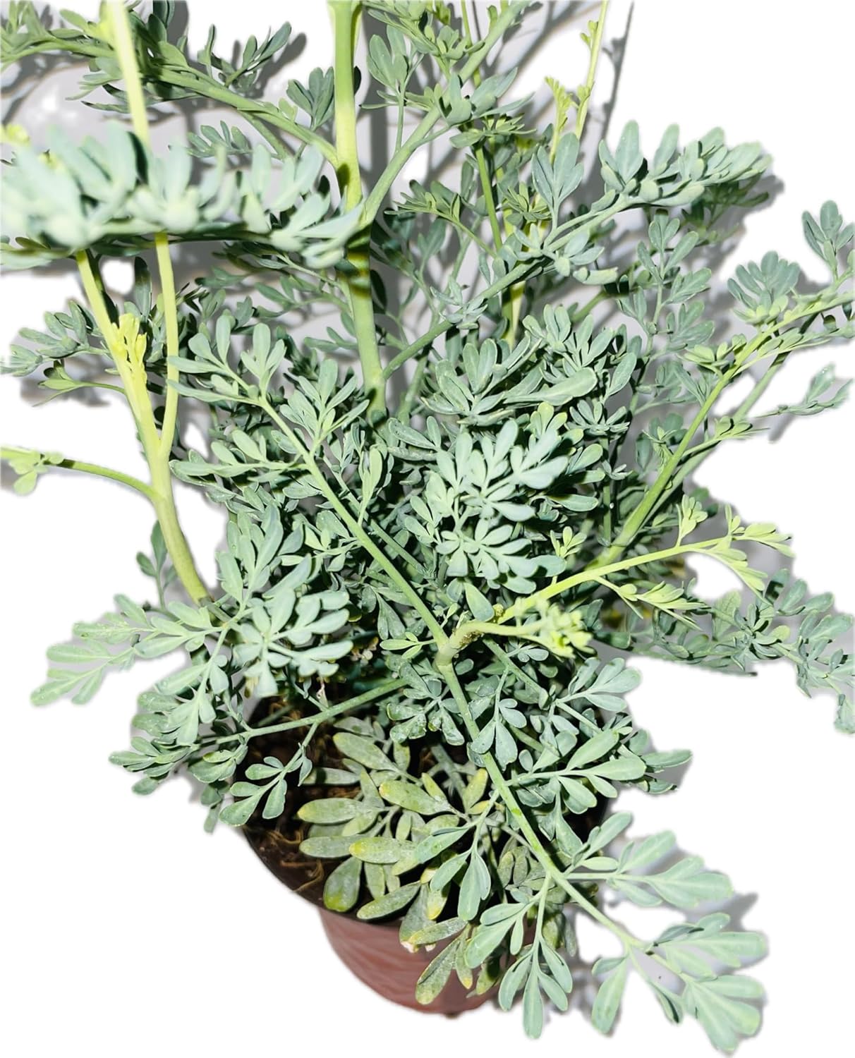 Ruda Plant Common Rue Ruta graveolens Herb of Grace, green