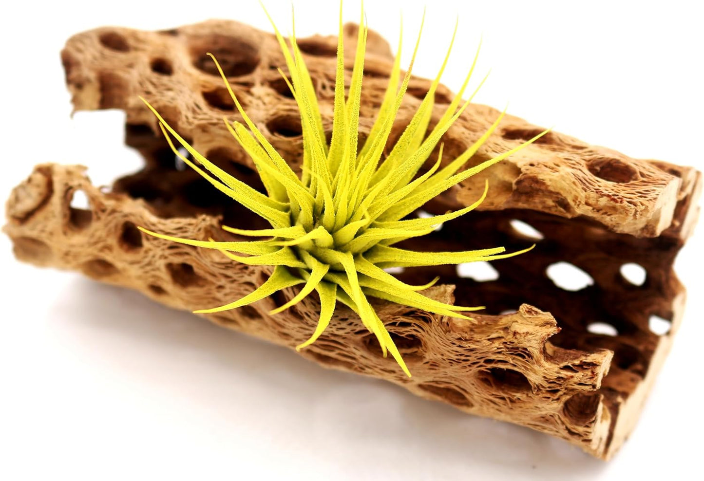 Dyed Tillandsia Ionantha Guatemala Enhanced Colored Colorful Air Plant Live Easy Care Indoor Outdoor Home Decor Gift Airplant by Awesome Industries Live Arrival Guaranteed (Yellow)