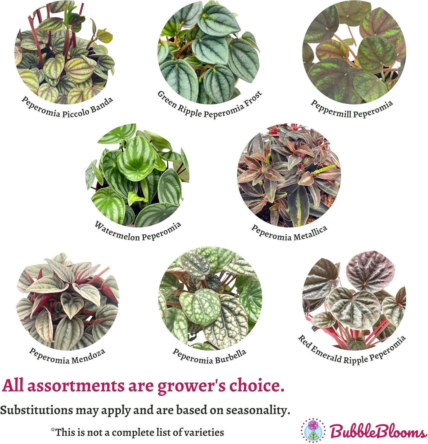 BubbleBlooms Peperomia Assortment, 6 Different peperomias in 2 inch pots Grower's Choice