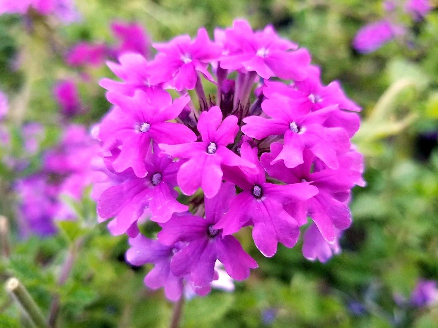 Greenwood Nursery: Live Perennial Plants - 'Homestead Purple' + Verbena Canadensis - [Qty: 1x Pint Pot] - (Click for Other Available Plants/Quantities)