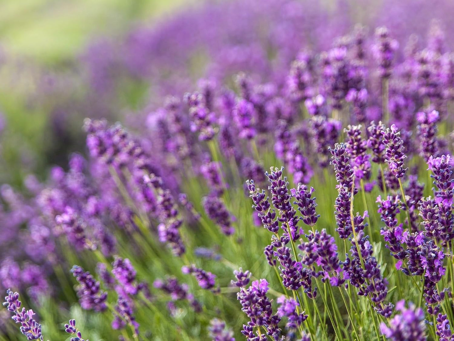 Greenwood Nursery: Live Perennial Plants - Provence Lavender + Lavandula x Intermedia - [Qty: 2X Pint Pots] - (Click for Other Available Plants/Quantities)