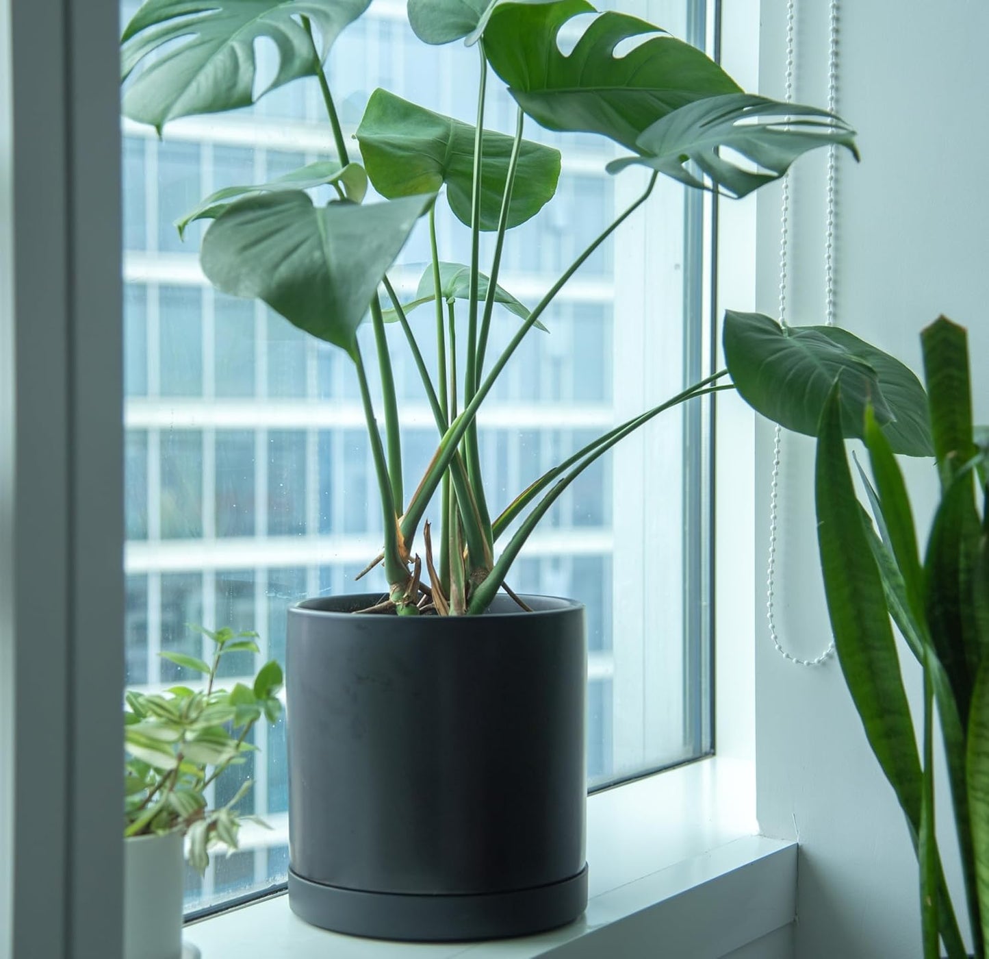 Phoenix Vine 10 Inch Plastic Plant Saucer Water Drip Tray, Heavy Sturdy Round Plant Drainage Tray for Indoors Outdoor, Set of 2, Matte Black, 21-TY-10B-2