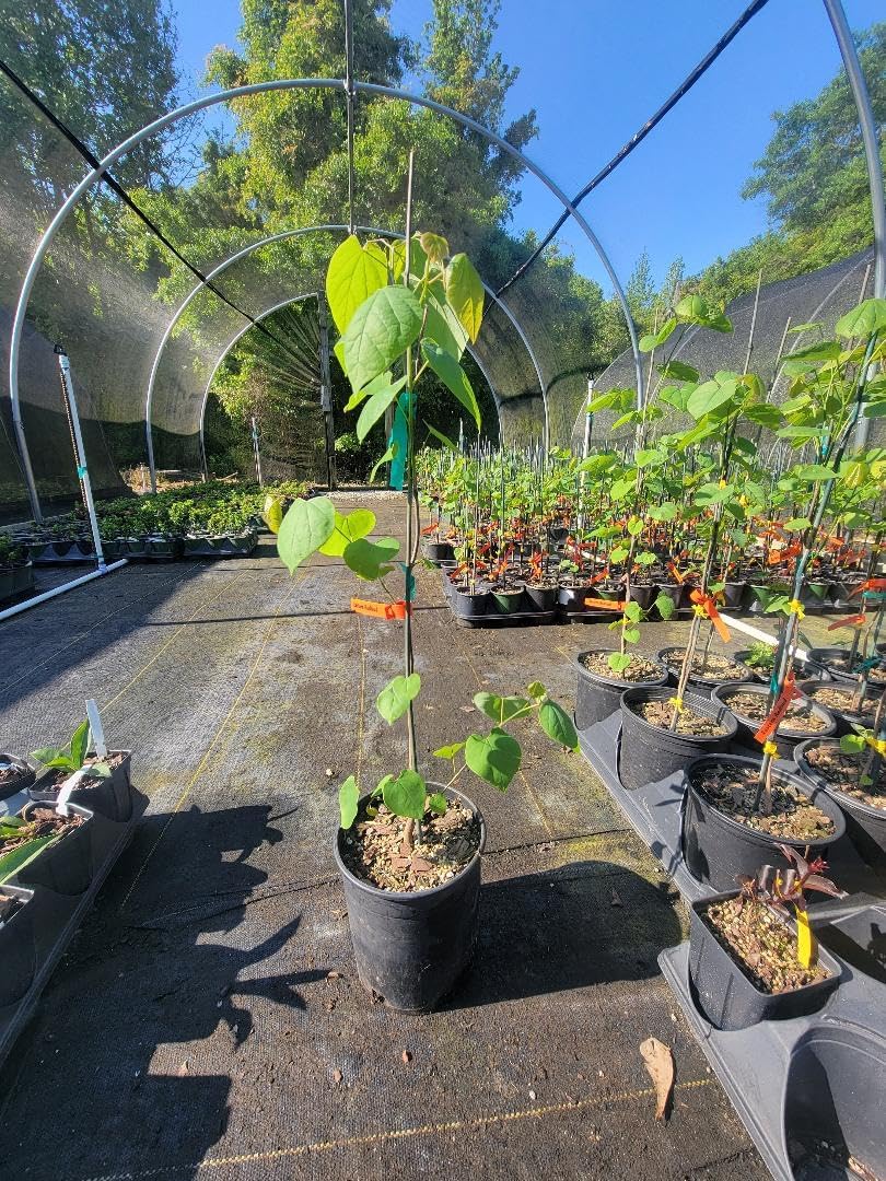 Eastern Redbud Tree (Cercis) - Live Plant - (2.5 QT)