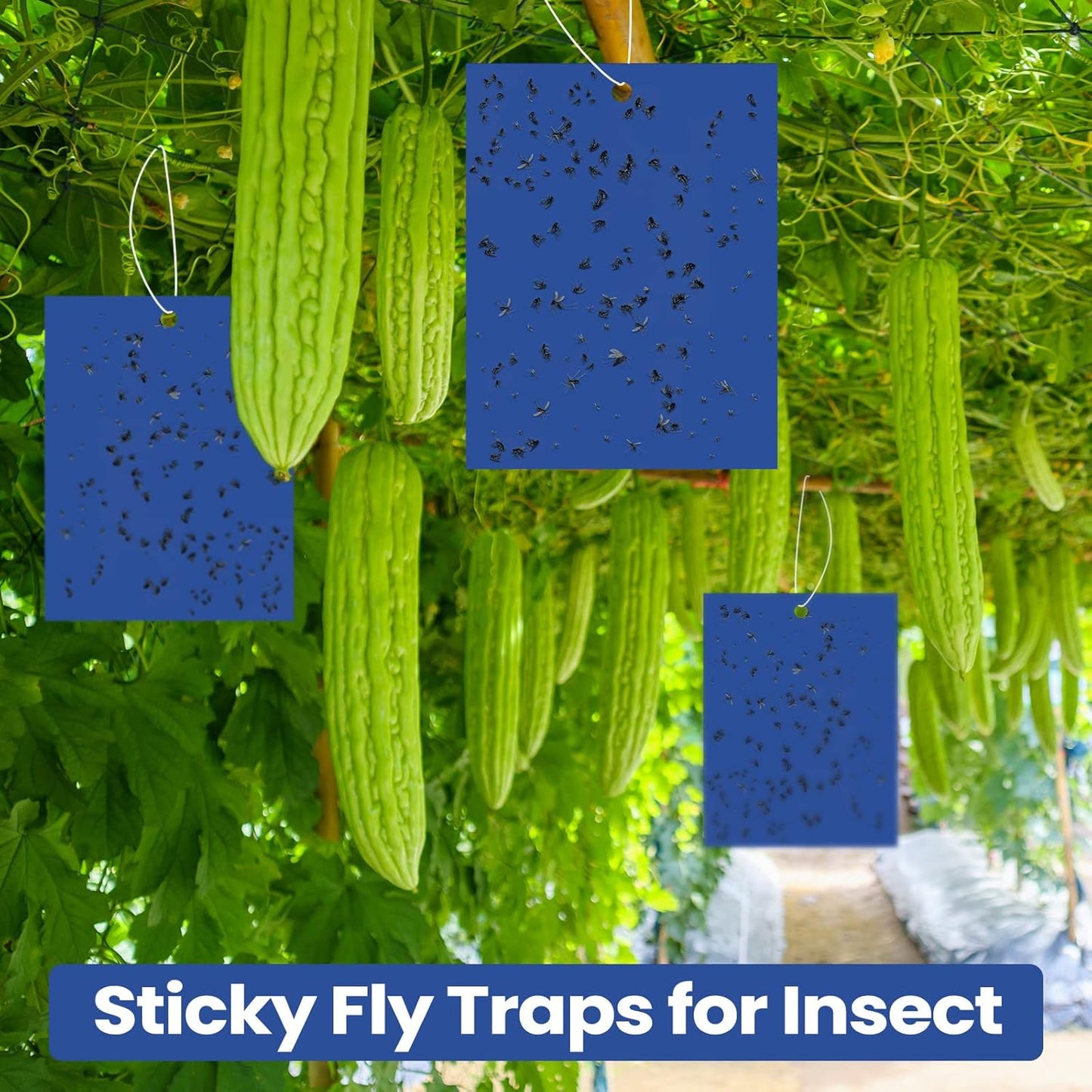 Qualirey 50 Pcs 6 x 8 Inch Sticky Traps for Plant Double Sided Sticky Trap for Gnats with Twist Ties Fly Traps for Fruit Insect Fungus Bugs Indoor Outdoor (Blue)