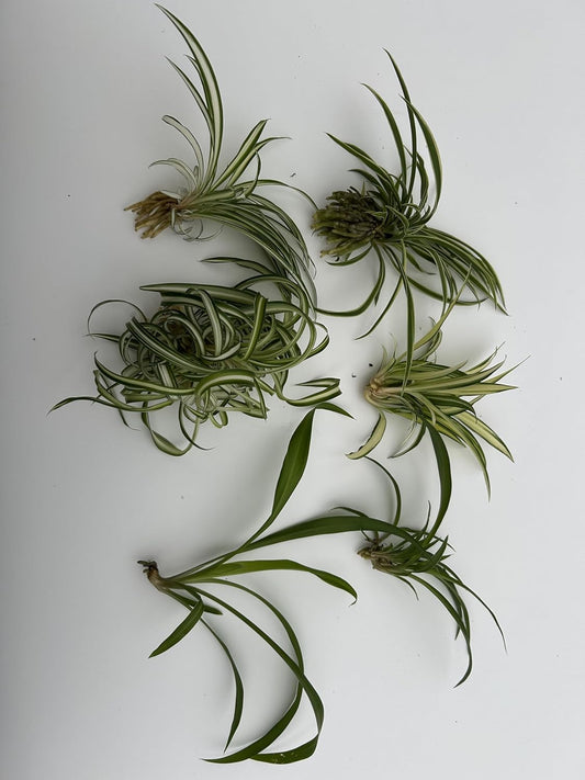 6 Pack Spider Plant Babies ~ Collectors Pack 6 Varieties ~ Airplane, Reverse, Hawaiian, Bonnie Curly, OG Green, Green Ocean - Live Starter Plants ~ Air Purifying, Low Maintenance, Easy Houseplant