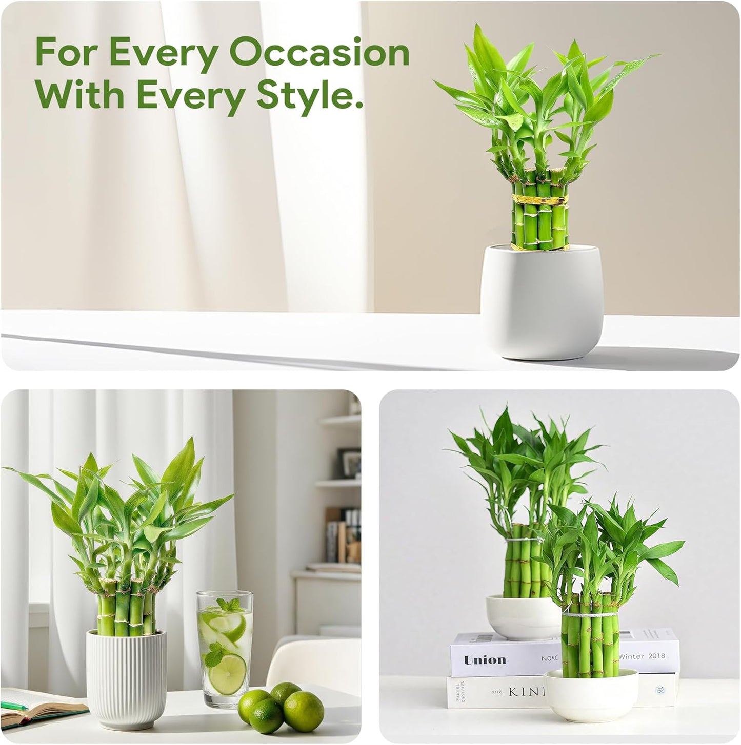 Lucky Bamboo Plants Live Indoor (10 Stalks, 6 Inch) - Fresh House Plants for Office Desk, Home Decor, for Positive Energy, Prosperity & Easy Care